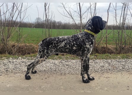 Braque d'Auvergne (Auvergne Vorstehhund) Welpe