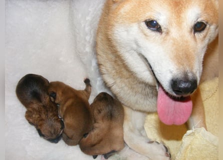 Erstklassige Shiba Inu Zucht in Sachsen