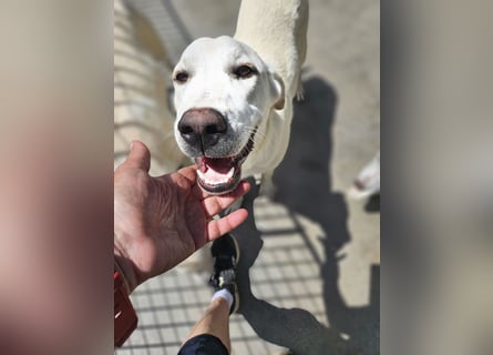 Wayne: Familienhund und treuer Begleiter