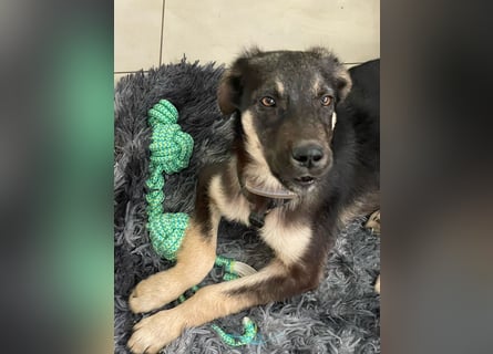 In der Nähe von Köln Traumhund Ben sucht ein Zuhause