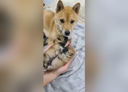 Wurfankündigung - Oktober 24 - Reinrassige Shiba - Inu Welpen! Langjährige Shiba-Liebe!