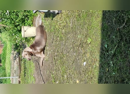 Weimaranermischling