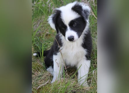 Australian Shepherd Welpe (reinrassig)