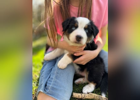 Mini Aussies-Mini Australian Shepherd Welpen