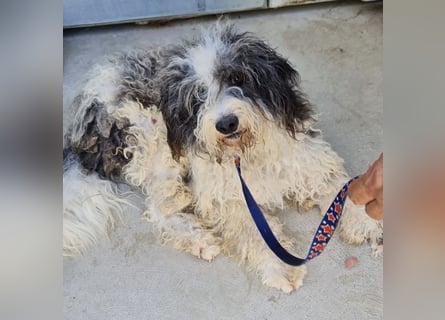 Jovi - -HAT INTERESSENTEN - ängstlicher kleiner Kerl sucht seine Familie
