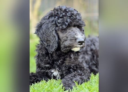 Bezaubernde Königspudel Welpen, Großpudel, Harlekin, Pudel, Videos