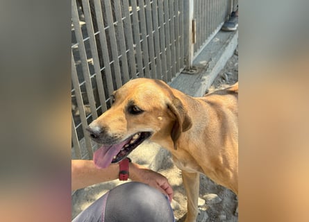 Joy: Sanftmut auf 4 Pfoten