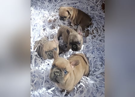 Blue blau Fawn Welpe  französische Bulldogge