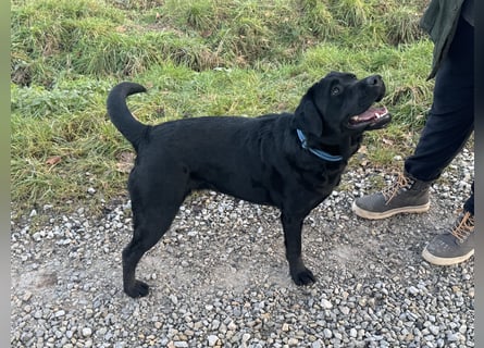 2 Labrador Retriever Weibchen Welpen mit Ahnenpass, Eltern HD, ED, PL, OCD, Augen und Genetisch frei