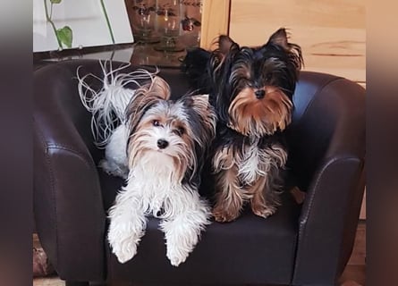 Biewer-Yorkshire Terrier Welpen