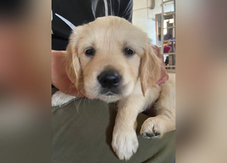 Golden Retriever Welpen/Creme x Dark Golden