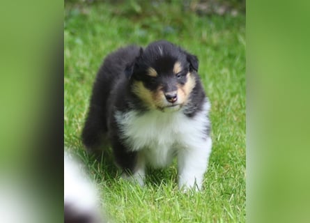 Collie Langhaar Welpen aus liebevoller VDH-Zucht