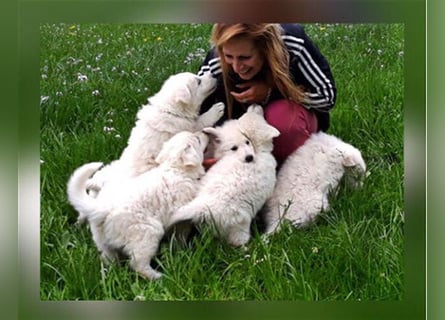 Weisse Schäferhunde Welpen