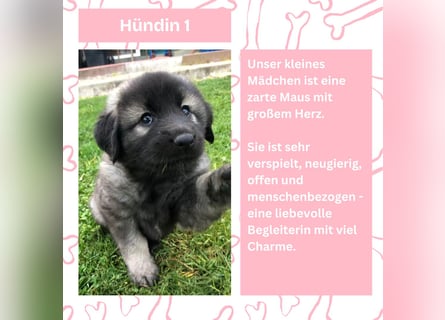 Süße Sarplaninac Welpen (Hirtenschutzhund/Schäferhund) suchen neues Zuhause. Noch 2 Welpen verfügbar