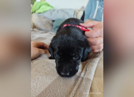 Welpe männlich rotes Halsband