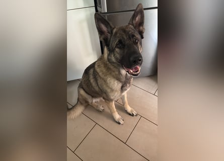 2 liebevolle Schäferhunde suchen ein zu Hause