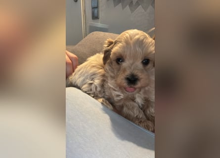 Maltipoo Welpen Rüde