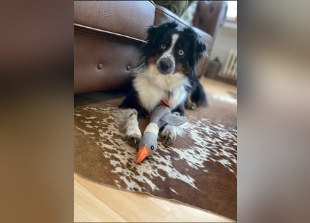 Einzigartige Mini Aussies