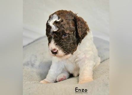 Lagotto Romagnolo Welpen mit LRWD e.V./ VDH Papieren
