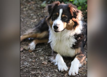 Australian Shepherd Welpe (reinrassig)