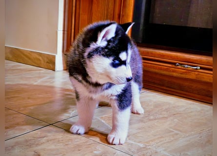 FCI Pedigree Blue Eyed Black & White Siberian Husky Champion Puppy