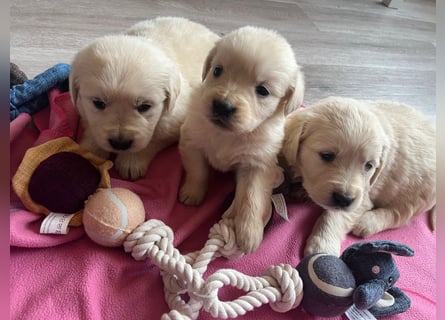 Golden Retriever Welpen abzugeben