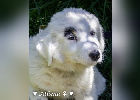 Athena sucht ein Zuhause