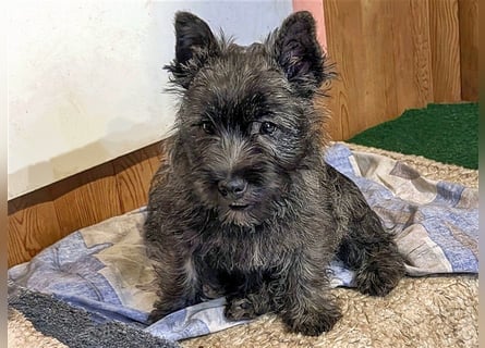 Cairn-Terrier-Welpen von-der-Iburg bietet sehr schönen Rüden