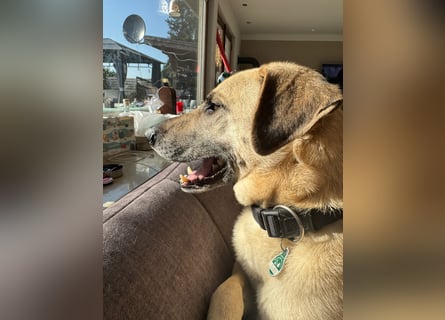 Hallo ich bin Schäferhund Mischling Rudi