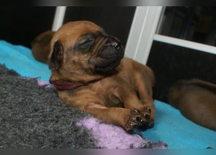 wunderschöne Rhodesian Ridgeback Welpen ! ! ! absolut vitale und einwandfreie kleine Engel