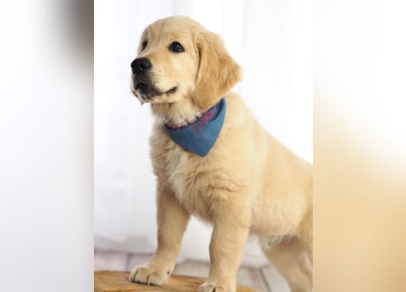 Golden Retriever Welpen VDH/GRC