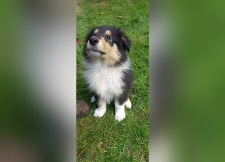 Collie-Langhaar Welpen aus VDH Liebhaberzucht