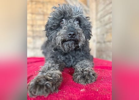 superlieber Kuschelhund MAILO - 2,5 Jahre, 45cm/14kg - Puli-Schnauzer-Mix