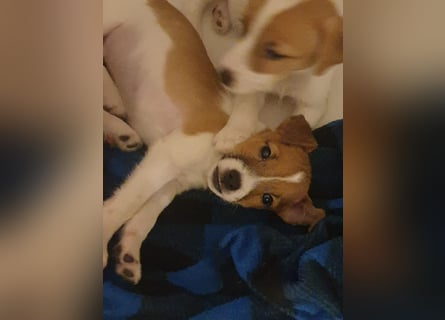Rüde Braun Weiß Parson Russell Terrier Welpen Bild und Video neu