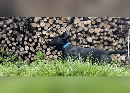 2 Labrador Retriever Weibchen Welpen mit Ahnenpass, Eltern HD, ED, PL, OCD, Augen und Genetisch frei