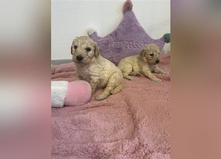 Wunderschöne Goldendoodle Welpen zu verkaufen Abgabe frühestens ab 06.12.24