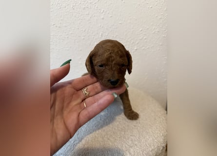 Kleine Toy Pudel rot braun (asiatische Linie)