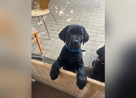2 Labrador Retriever Weibchen Welpen mit Ahnenpass, Eltern HD, ED, PL, OCD, Augen und Genetisch frei