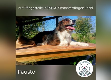 Fausto: sucht ein erfahrenes Zuhause in 29640 Schneverdingen/D