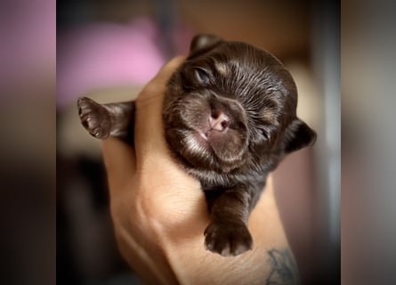 Wir haben aktuell Welpen. 2 Chihuahua Mädels