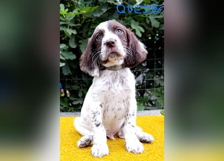 English setter Welpen (3 Rüden, 2 Hündinnen)