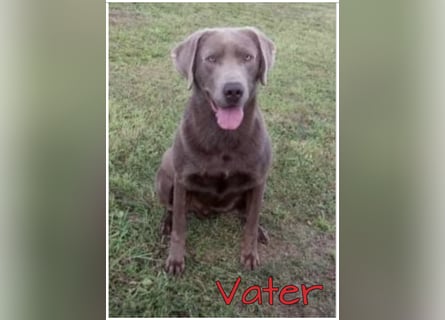 Labrador Welpen in der Farbe Silber mit Ahnentafel!