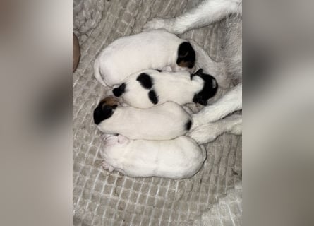 Jack Russell Terrier Welpen mit Papieren