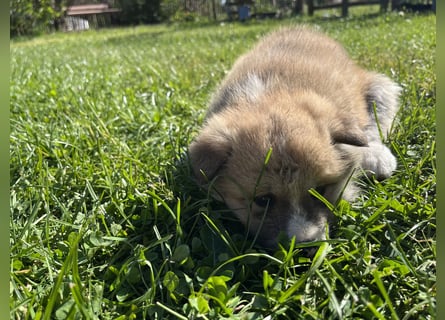 Akita Inu Welpen
