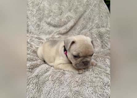 Gesunde Sportliche Französische Bulldoggen aus Familienzucht!