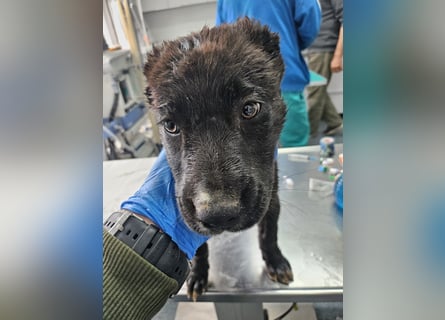 Nova – Kleine Powermaus mit viel Charme sucht aktive Menschen