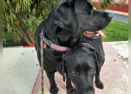 Labradorpuppies mit Papieren suchen ab Mitte Juli ein neues Zuhause