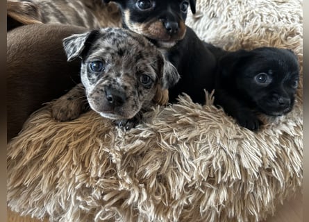 Chihuahua mix Welpen