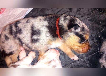 Australian shepherd border colli mix welpen Mitte Mai