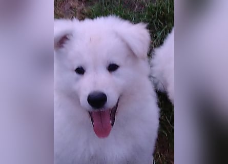 Weiße Schäferhund - Welpen für Familie, Sport und Show